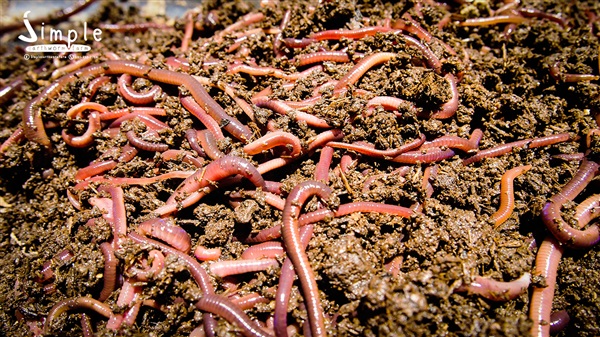 ไส้เดือนดิน AF (African night crawler) | Simple Earthworm Farm - บางบัวทอง นนทบุรี
