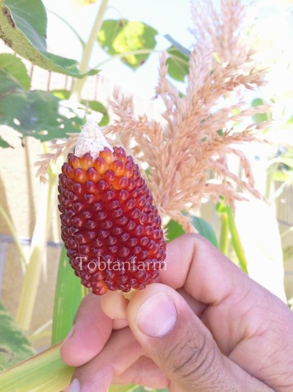 เมล็ดพันธุ์ ข้าวโพดสตอเบอรี่ Strawberry Corn | ต๊อบ ตาล ฟาร์ม - เมืองชัยภูมิ ชัยภูมิ