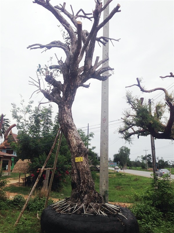 ต้นหว้า | สวนสมคเนย์ การ์เด้น (somkaney garden) - ธวัชบุรี ร้อยเอ็ด