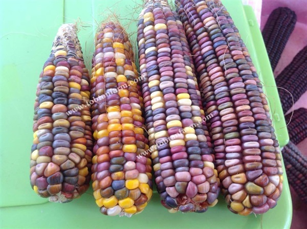 เมล็ดพันธุ์ข้าวโพดสีรุ้ง Rainbow Corn 