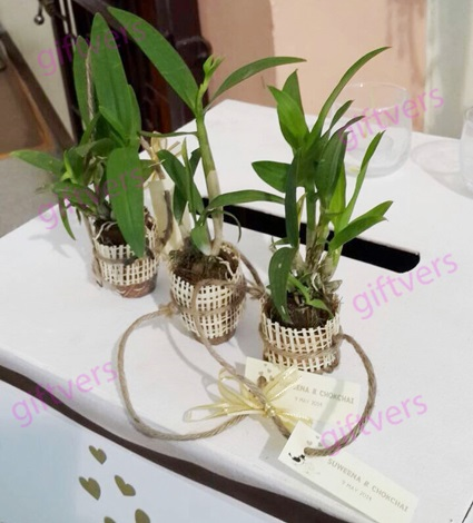 ของชำร่วยต้นกล้วยไม้แคระ | giftvers orchid - เมืองนครปฐม นครปฐม