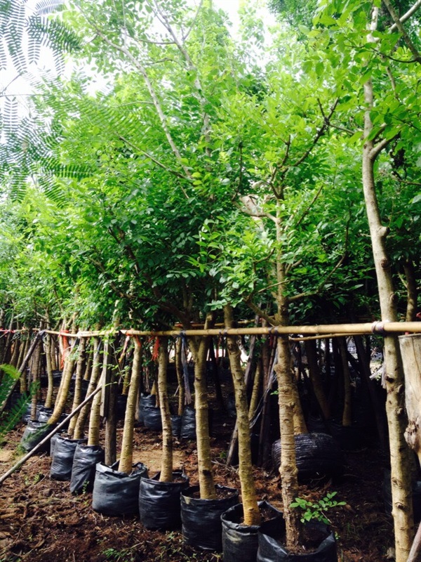 แคนา | Wood garden - บางกรวย นนทบุรี