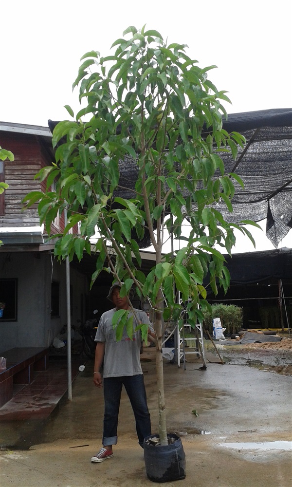 ต้นจำปีสีขาว/ปลูกฟรีจ้า | สวนไม้ไทย - บางบัวทอง นนทบุรี