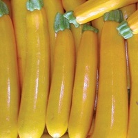 Courgette Yellow Zucchini (Organic)