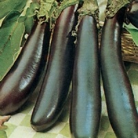 Aubergine Long Purple (Organic) 