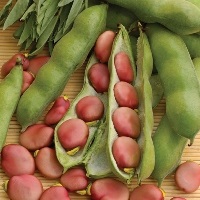 Broad Bean Karmazyn  | ไร่ภูธรา - เมืองเชียงใหม่ เชียงใหม่