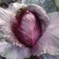 Cabbage Kalibos  | ไร่ภูธรา - เมืองเชียงใหม่ เชียงใหม่