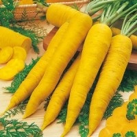 Carrot Yellowstone  | ไร่ภูธรา - เมืองเชียงใหม่ เชียงใหม่