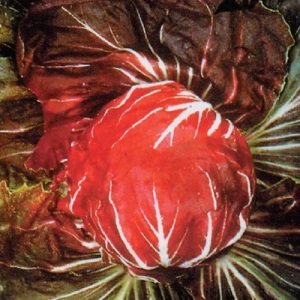 Chicory Palla Rossa  | ไร่ภูธรา - เมืองเชียงใหม่ เชียงใหม่