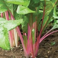 Leaf Beet (Chard) Flamingo Pink (Organic) 