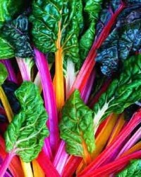Leaf Beet Rainbow Chard (Organic) | ไร่ภูธรา - เมืองเชียงใหม่ เชียงใหม่