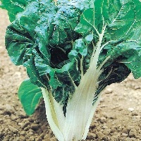 Leaf Beet Swiss Chard (Organic) | ไร่ภูธรา - เมืองเชียงใหม่ เชียงใหม่