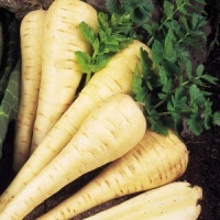 Parsnip Tender and True | ไร่ภูธรา - เมืองเชียงใหม่ เชียงใหม่