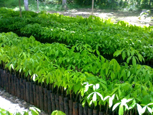 ต้นกล้ายางพารา  ยางชำถุง ยางตาเขียว ยางสายพันธุ์ที่นิยม