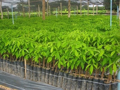 ต้นกล้ายางพารา  ยางชำถุง ยางตาเขียว ยางสายพันธุ์ที่นิยม | ร้านจรัญการ์เด้น (ลำลูกกา) - บางเขน กรุงเทพมหานคร