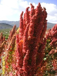 Quinoa Red  | ไร่ภูธรา - เมืองเชียงใหม่ เชียงใหม่