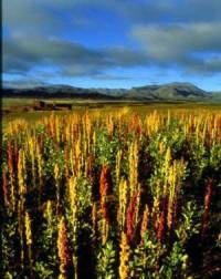 Quinoa White  | ไร่ภูธรา - เมืองเชียงใหม่ เชียงใหม่