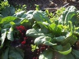 Spinach Giant of Viroflay  | ไร่ภูธรา - เมืองเชียงใหม่ เชียงใหม่