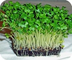 Watercress (Organic) | ไร่ภูธรา - เมืองเชียงใหม่ เชียงใหม่