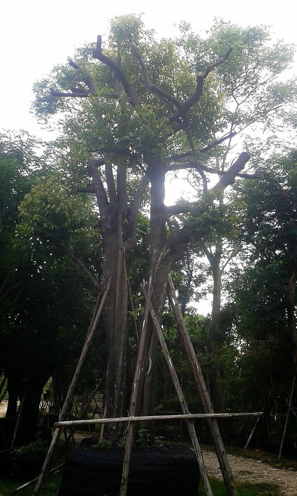 อินทร์จันทร์ | สวนสดชื่นพันธุ์ไม้ - บ้านนา นครนายก