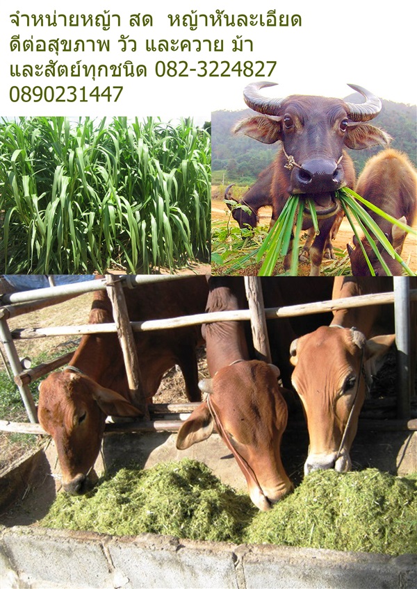 ขายหญ้าสำหรับ ม้า วัว ควาย  | laddagarden - ลาดหลุมแก้ว ปทุมธานี