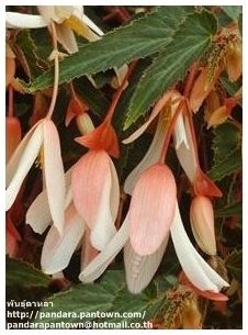 Begonia Santa cruz white