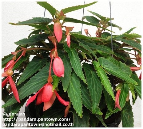 Begonia Santa Cruz Pink | พันธุ์ดาหลา - เมืองเชียงใหม่ เชียงใหม่