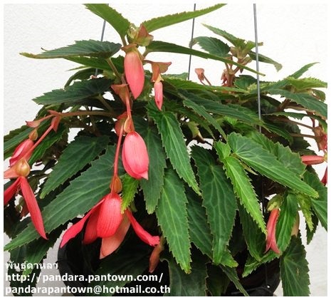 Begonia Santa Cruz Pink