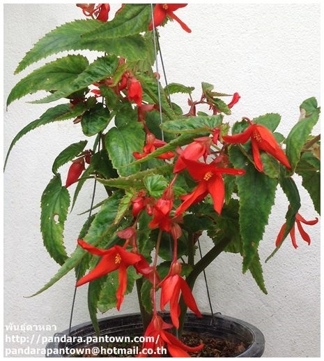 Begonia Sabta cruz  Orange | พันธุ์ดาหลา - เมืองเชียงใหม่ เชียงใหม่