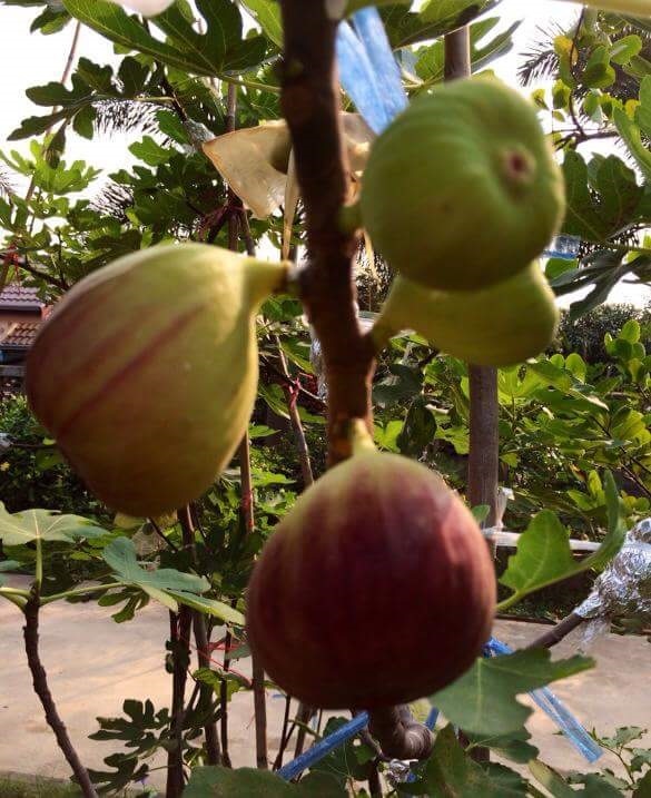 ต้นมะเดื่อฝรั่ง | สวนกลางนา สุพรรณบุรี - เดิมบางนางบวช สุพรรณบุรี