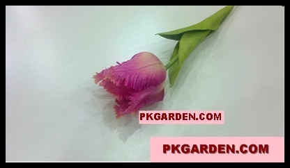 (ดอกไม้ปลอม)ดอกทิวลิปนกแก้วผ้าสีชมพูขาว ราคาถูก คุณภาพดี | PK Garden - จตุจักร กรุงเทพมหานคร