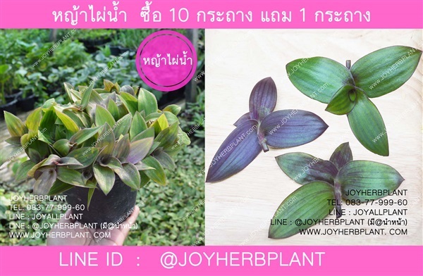 หญ้าจุยเต๊กเฉ่า,หญ้าไผ่น้ำ ซื้อ 10แถม 1 | ร้านจอยต้นสมุนไพร - หนองแขม กรุงเทพมหานคร