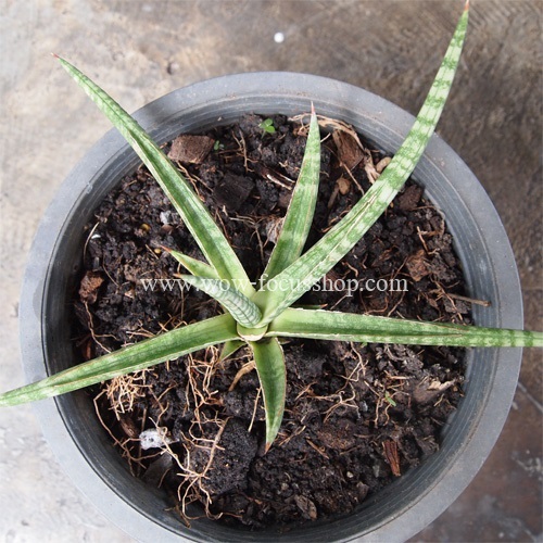 ลิ้นมังกรพันธุ์บุราเคนยา 'bura kenya' | proud garden - เมืองนครปฐม นครปฐม