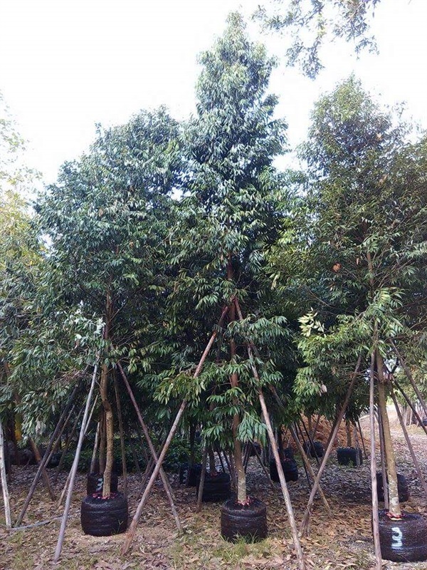 ต้นบุนนาค4" | สวนไม้สวย -  สระบุรี