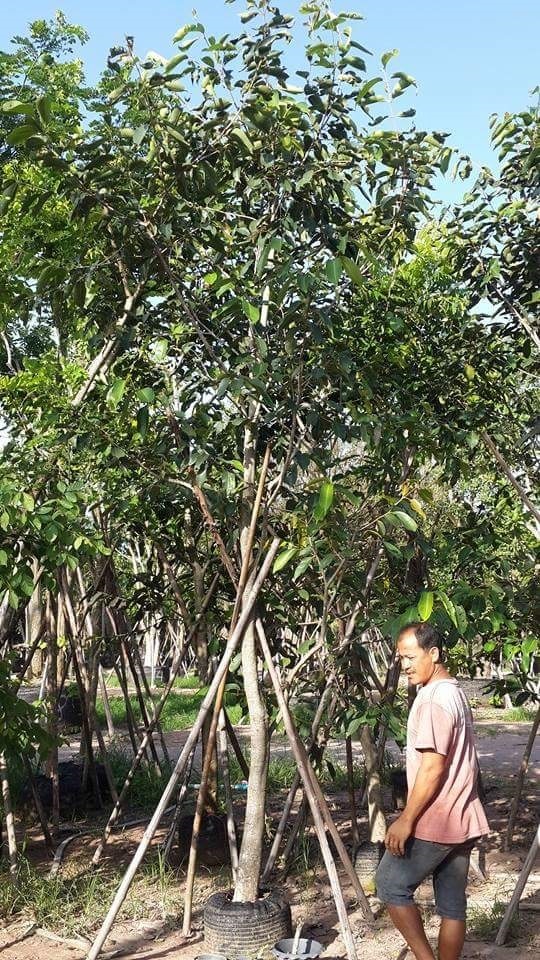 ต้นหว้า4" | สวนไม้สวย -  สระบุรี