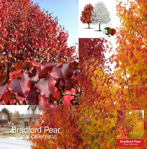 Bradford Pear | สวนมิตร - เมืองเชียงใหม่ เชียงใหม่