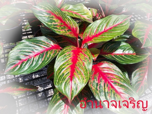 อำนาจเจริญ | Lucky Plant - สะเดา สงขลา