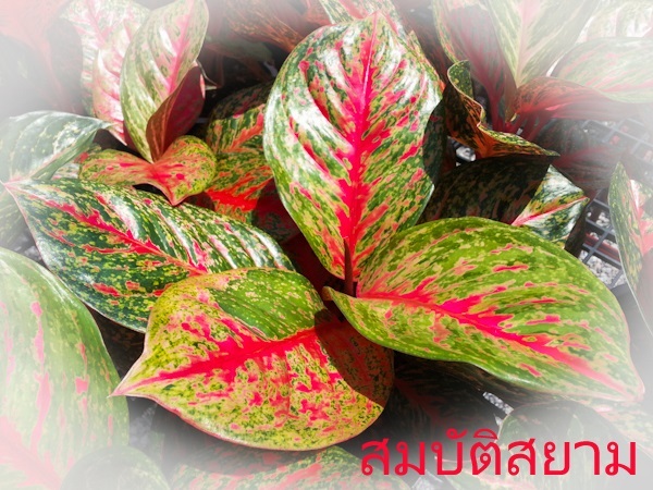 สมบัติสยาม | Lucky Plant - สะเดา สงขลา