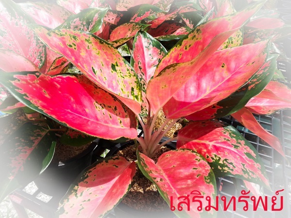 เสริมทรัพย์ | Lucky Plant - สะเดา สงขลา