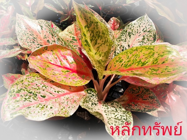 หลักทรัพย์ | Lucky Plant - สะเดา สงขลา