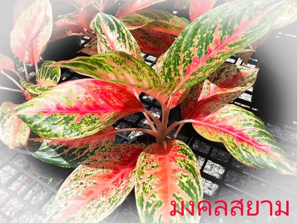 มงคลสยาม | Lucky Plant - สะเดา สงขลา