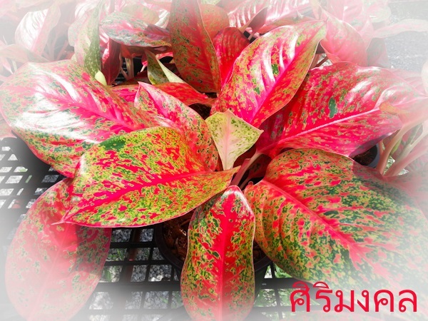 ศิริมงคล | Lucky Plant - สะเดา สงขลา