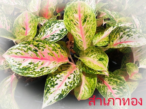 สำเภาทอง | Lucky Plant - สะเดา สงขลา