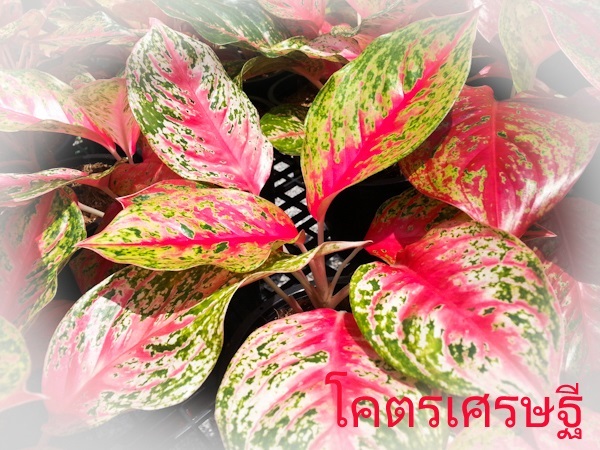 โคตรเศรษฐี | Lucky Plant - สะเดา สงขลา