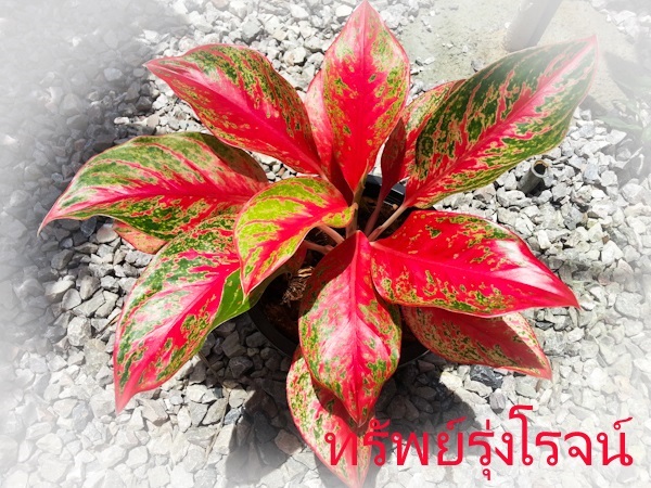 ทรัพย์รุ่งโรจน์ | Lucky Plant - สะเดา สงขลา