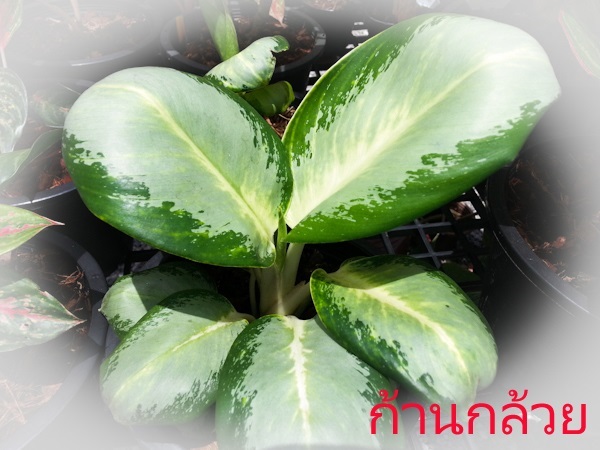 ก้านกล้วย | Lucky Plant - สะเดา สงขลา