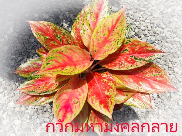 กวักมหามงคลกลาย