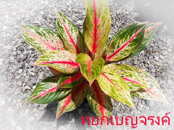 หยกเบญจรงค์ | Lucky Plant - สะเดา สงขลา