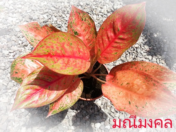 มณีมงคล | Lucky Plant - สะเดา สงขลา