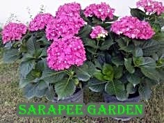 ต้นกล้าไฮเดรนเยีย | sarapeegarden - สารภี เชียงใหม่